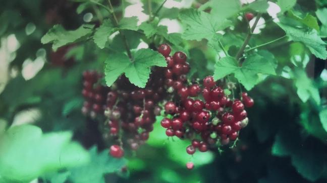 Pour les variétés de groseilliers  à grappes rouges, la récolte  peut être échelonnée sur 5  à 6 semaines par association  de plusieurs variétés.