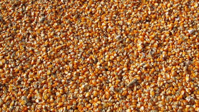 Le Cic table sur des échanges mondiaux à un nouveau sommet malgré le Covid-19. La production de maïs est estimée en hausse à 1.157 millions de tonnes.