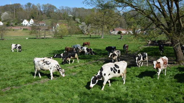 Les travaux du « Risk Assessment Group-Covid Animals » cibleront  les animaux domestiques mais aussi les animaux de rente.