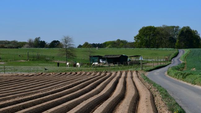 Début de semaine, les plantations prévues pour cette année étaient réalisées à plus de 50
%.