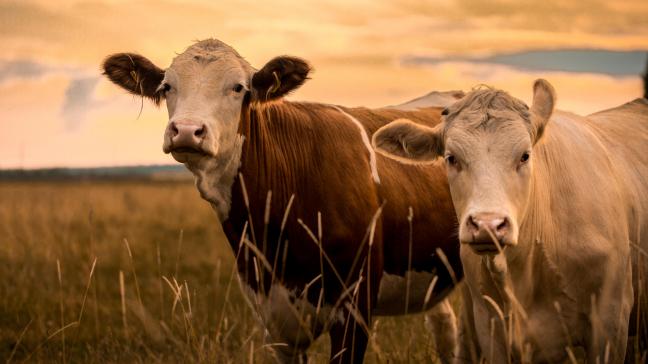 En France, les abattages de gros bovins ont rebondi de 11% par rapport à la semaine précédente, dont 8% pour les vaches laitières.  Les sorties de celles-ci sont même en hausse de +10% par rapport à 2019. Ce début d’afflux pourrait être lié  à la volonté affichée de réduire la production de lait.