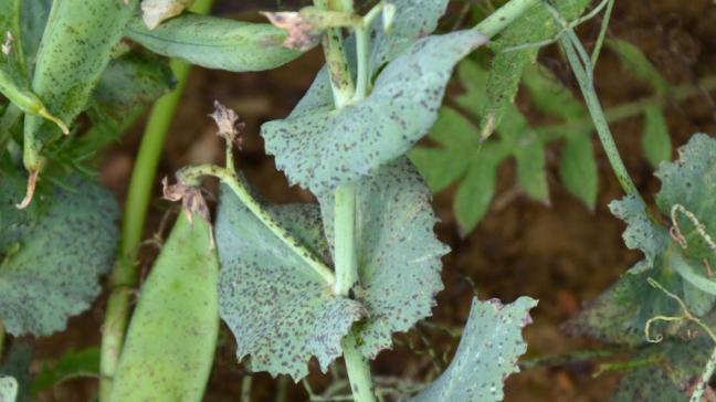 Symptôme d’anthracnose du pois sur feuilles (à gauche) et sur gousse (à droite).