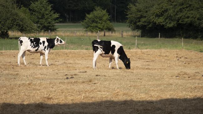 Le bénéficiaire disposera d’un délai de trente jours ouvrables à dater de la réception de la proposition d’indemnisation pour confirmer ou refuser ladite proposition.