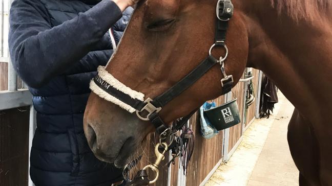 Jan a eu la chance d'acquérir de l'expérience avec les poneys et les chevaux dès son plus jeune âge dans les Ecuries De Withoeve, un grand nom dans les sports équestres.