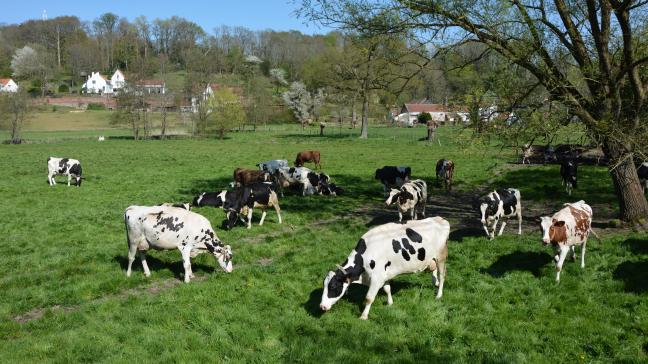 Si l’élevage a été à un moment pointé du doigt, rappelons à nos concitoyens que le modèle belge, et plus particulièrement wallon, est loin d’être le plus intensif.