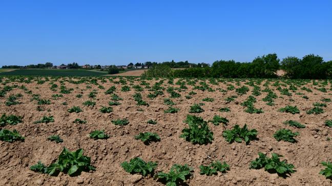 Les pommes de terre développent leur système racinaire pour chercher le peu d’humidité qui reste dans les buttes.