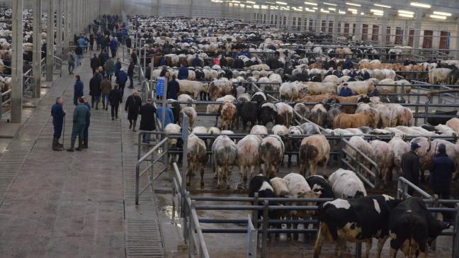 Le Marché de Ciney, le plus gros marché aux bestiaux d’Europe pour les bovins,  est désormais en règle et conserve son agrément.
