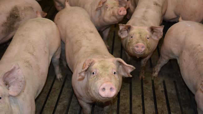 Plusieurs pays, dont la Grande-Bretagne  et la Chine, recherchent une solution  pour protéger les porcs contre la PPA.