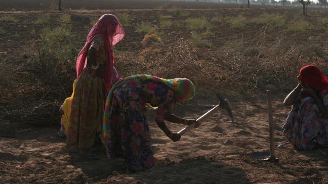 Au Rajasthan, pays des rois, les invasions de criquets sont un fléau supplémentaire pour une agriculture déjà meurtrie par les chaleurs étouffantes du mois de mai.