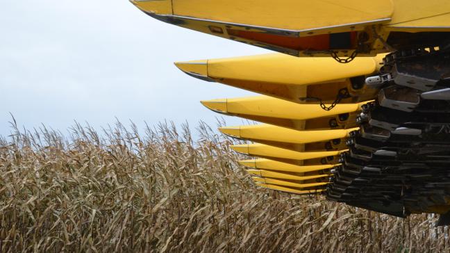 Le moment approche de la récolte du maïs pour le grain à sécher.