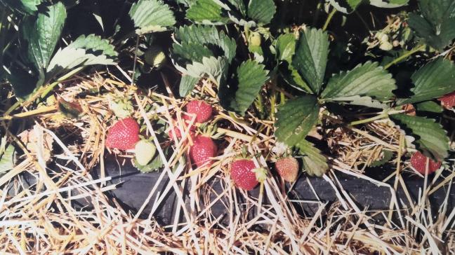 De la paille est épandue au moment où les hampes florales s’affaissent,  afin d’éviter aux fruits de toucher le sol.