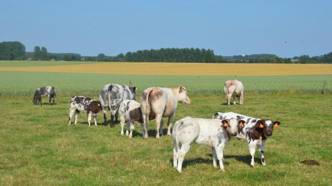 Les nouveaux freins survenus en 2019 à l’encontre des exportations européennes dans le domaine agricole concernent souvent des mesures sanitaires et phytosanitaires. La santé animale est particulièrement concernée.