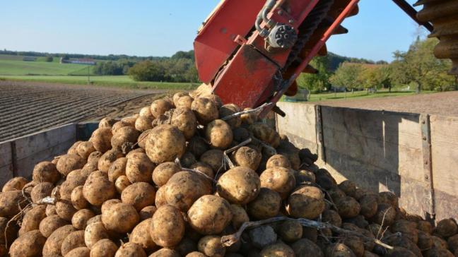 Parmi les voies de valorisation des stocks de pommes de terre restées sur le carreau,  l’alimentation des animaux d’élevage, notamment les bovins, permettrait  de bien valoriser les volumes disponibles.