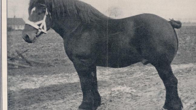 Né en 1909, Laboureur d’Isaac est un cheval tardif qui progressait à chaque sortie.