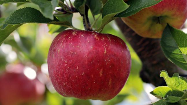 La faible récolte 2019/2020 couplée à une forte demande pendant le confinement ont poussé les prix des pommes vers des sommets lors de ces derniers mois,