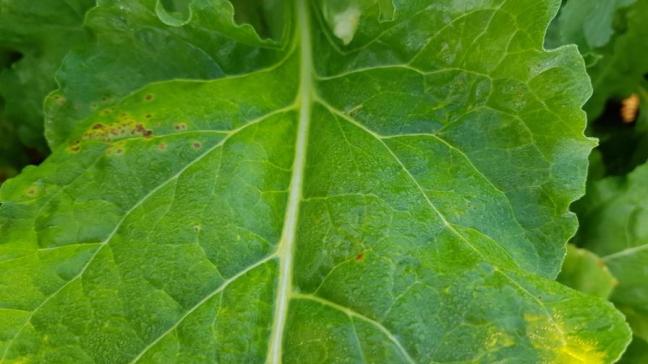 L’Institut de la betterave invite les planteurs à se rendre régulièrement dans leurs parcelles pour y observer la présence d’éventuels symptômes. Si le seuil de traitement est observé pour l’une des 4 maladies foliaires principales, il convient d’intervenir.