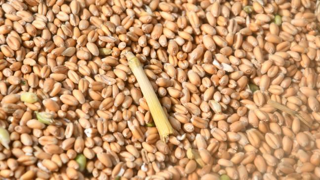 La France enregistrerait, selon le bureau Agritel, sa 3
e
 plus petite récolte de blé de ces 25 dernières années, après 2003 et 2016.