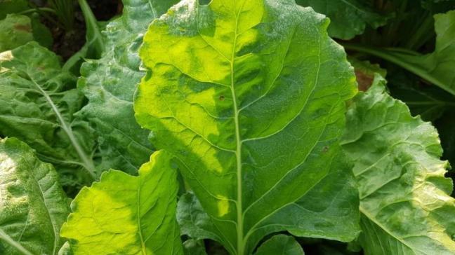 L’Irbab conseille d’effectuer des observations dans les parcelles et de traiter dès que le seuil de traitement pour une des 4 maladies foliaires est atteint.