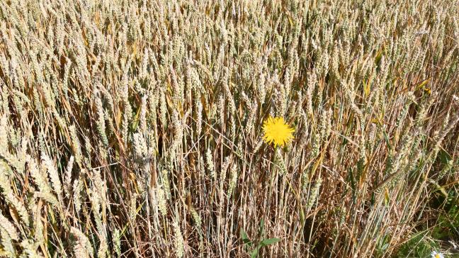 Pas loin des 40 millions de tonnes en 2019, la moisson des blés en France n’atteint pas les 30 Mt, cette année. La chute est rude!