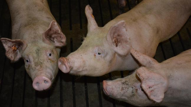 Dès 2021, le responsable d’une exploitation porcine sera tenu de faire réaliser chaque année, par son vétérinaire d’exploitation,  une évaluation des risques d’introduction des maladies du porc à déclaration obligatoire.