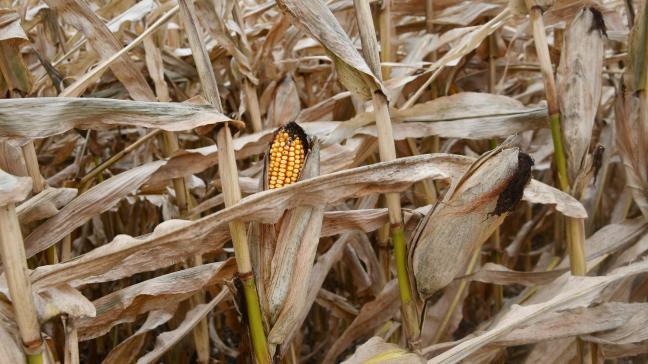 Les maïsiculteurs américains pourraient obtenir une récolte extrêmement abondante cette année. Les raisons: davantage de surfaces cultivées et des rendements/ha très élevés.