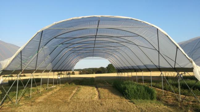 On observe qu’en situation de déficit hydrique important, la luzerne produit encore plus de 4 tonnes de MS par ha pour la troisième coupe alors que le trèfle violet et le dactyle ont produit moins de 500 kg et le ray-grass est complètement desséché