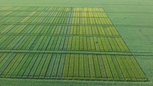 « Le blé dur d’un vert plus pâle (à droite) se conduit de manière très similaire à un froment panifiable (à gauche). Photo réalisée via le drone de l’Irbab 4 juin 2019 à Acosse.