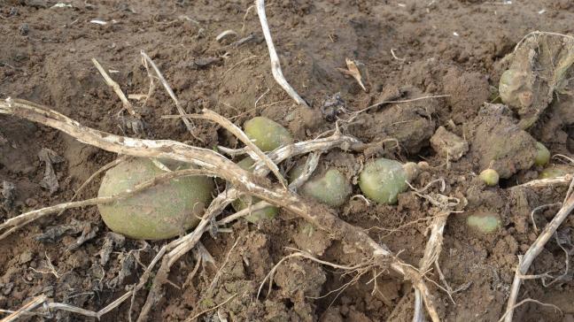 Les pluies tant attendues sont arrivées, avec localement quelques excès qui ont pu éroder des buttes et découvrir plus encore des tubercules déjà partiellement exposés à la lumière du jour. Ce type de dommages doit être bien évalué anticipativement à l’arrachage et au stockage.