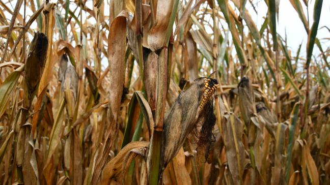 Dans les quelques situations exceptionnelles de plantes totalement desséchées et affaiblies par la fusariose, la récolte est à envisager dès que possible.