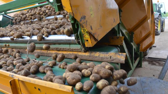 Le séchage s’impose dès les premières bennes lorsque elles contiennent des tubercules crottés, mouillés, ou présentant des pourritures ou des blessures.