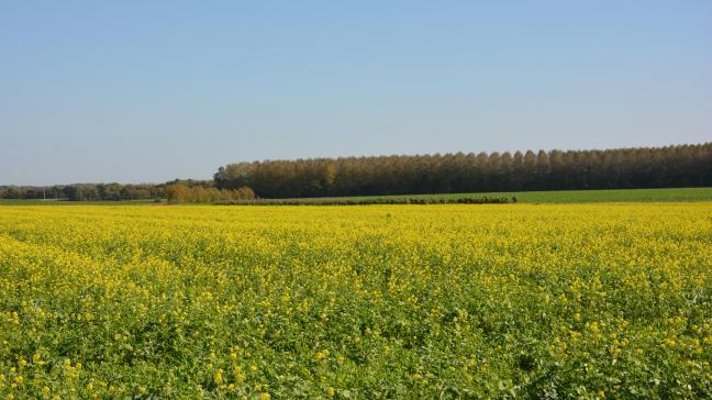 Les ministres de l’Agriculture de l’UE se sont accordés sur leur position commune pour la prochaine pac.