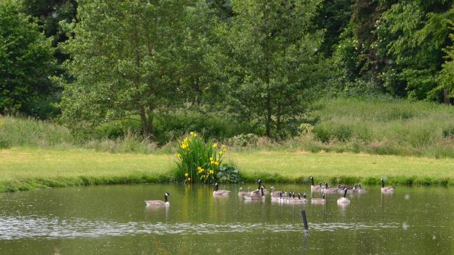 Les ministres européens de l’Environnement ont avalisé l'obligation pour les futurs projets économiques européens de ne pas nuire à la biodiversité