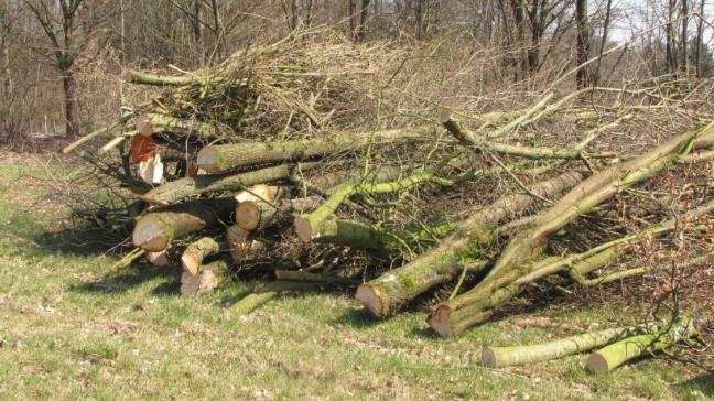 L’exploitation d’une haie bocagère pour la production de plaquettes  est entièrement mécanisée.