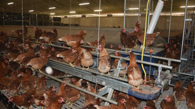 Ces mesures préventives doivent empêcher les volailles d’entrer en contact avec des oiseaux sauvages infectés par le virus de la grippe aviaire!
