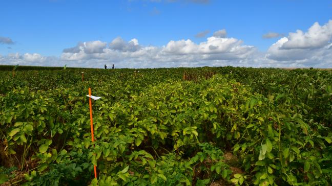 «D’ici quelques années, une série de variétés robustes vont trouver leur chemin aussi en agriculture conventionnelle, parce qu’elles s’accordent davantage avec les sensibilités de la société et l’évolution de nos conditions climatiques», affirme Daniel Ryckmans, de la Fiwap.