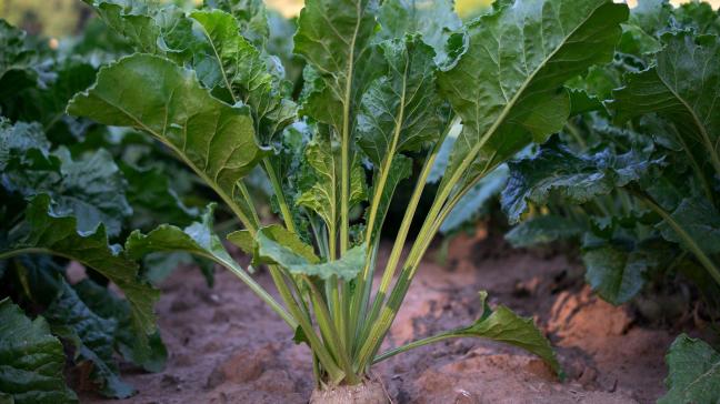 sugar-beet-4138196_1920