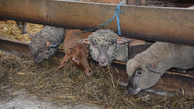 Le taux d’autosuffisance de l’Union européenne en viande ovine et caprine  s’élevait à 95 % en 2019, contre 86 % en 2012.