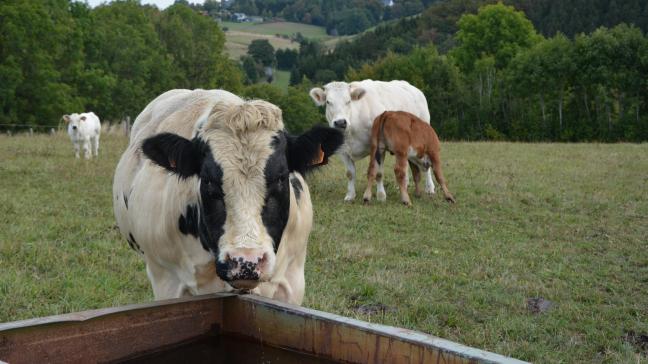 L’Autriche, la Bulgarie, la Roumanie, le Luxembourg et la Slovaquie souhaitent notamment la mise en place de «contrôles vétérinaires, phytosanitaires et de sécurité alimentaire plus stricts afin d’assurer la conformité des produits issus du Mercosur avec les normes élevées de l’UE».