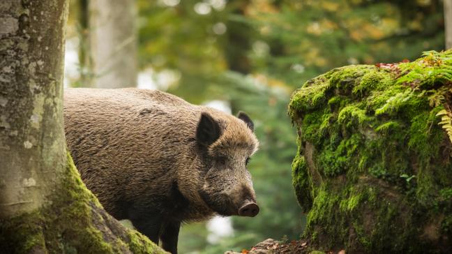 Même s’il reçoit l’autorisation de réguler la population de sangliers dans une réserve naturelle, le propriétaire de cette réserve n’est pas titulaire d’un droit de chasse ni, dès lors, présumé responsable du dommage causé par le gibier.