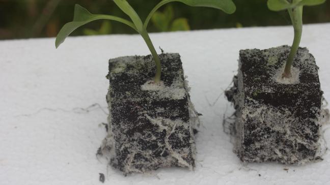 Dès que les racines émergent de la motte, la plantation peut être réalisée. La motte de 5 cm permet une attente plus longue que celle de 4 cm pour avoir de bonnes conditions de plantation.
