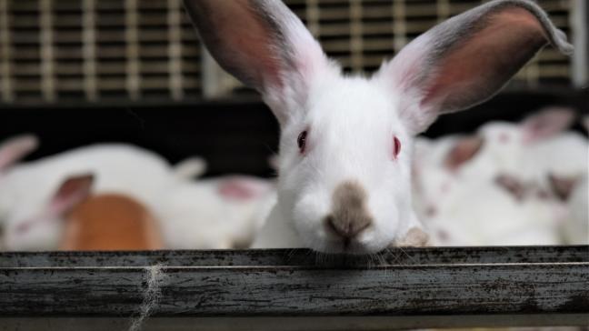 «La réglementation belge relative au bien-être des lapins est en avance de plusieurs années lorsque l’on voit ce qui se fait chez nos voisins», témoignent Luc et Mia.