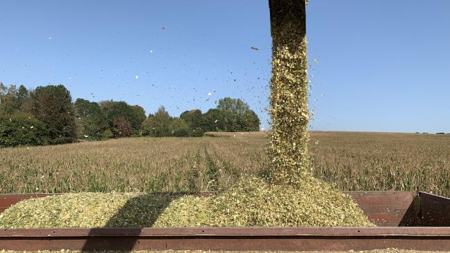 Si les variétés très précoces à précoces atteignent généralement sans gros souci une teneur optimale de 32 à 36% de MS à la récolte, la difficulté réside plutôt dans le choix d’une date de récolte proche de cet optimum. On l’a encore vérifié l’an dernier, à la suite de l’élévation très rapide de la matière sèche en septembre.