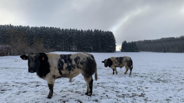 Dans les deux scénarios des perspectives à moyen terme après la crise «Covid», la Commission prévoit une baisse significative des prix de la viande et des céréales. Les prix du beurre, du fromage et de la volaille seraient moins affectés.