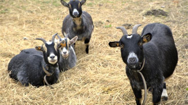 Tout a commencé avec l’élevage de chèvres naines.