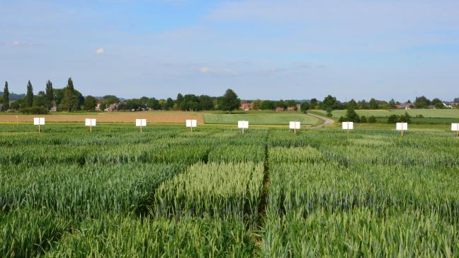 L’identification de zones du génome du blé impliquées dans la tolérance de la céréale aux stress participe aux nouvelles perspectives de création de variétés aptes à répondre aux défis actuels et futurs.