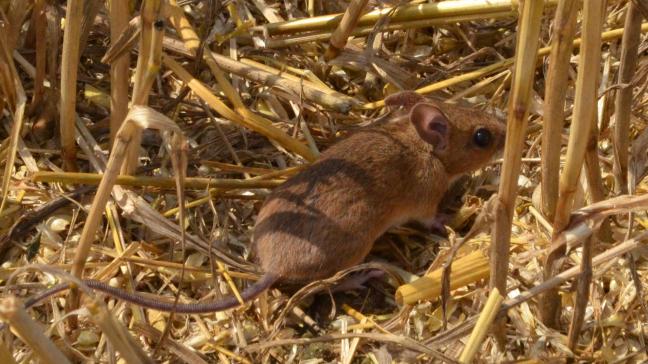 Parmi les biocides concernés, on retrouve les produits destinés à lutter contre les rongeurs dans les bâtiments ou leurs abords immédiats.