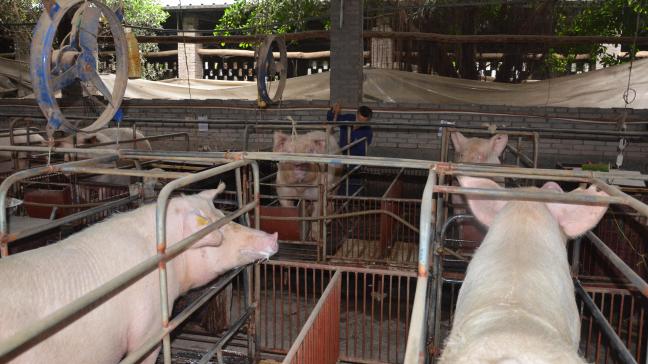 Contrairement à la forme sauvage, les deux nouvelles souches de PPA identifiées en Chine sont peu mortelles, mais provoquent d'importants troubles de la reproduction
