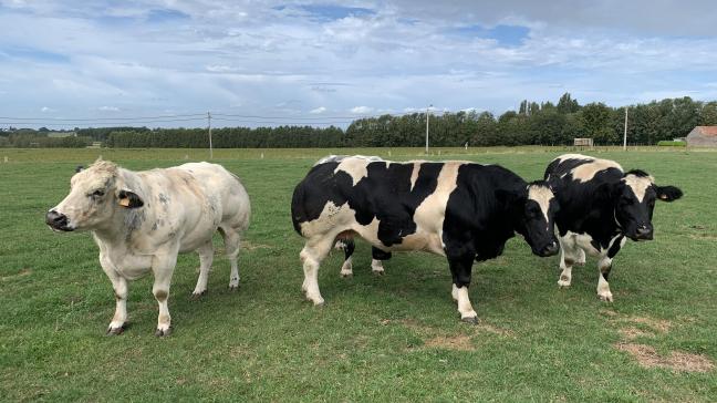 L’étude initiée par la Commission européenne met toutefois aussi en lumière la pression supplémentaire infligée par ces différents accords de libre-échange sur certains secteurs comme celui de la viande bovine.