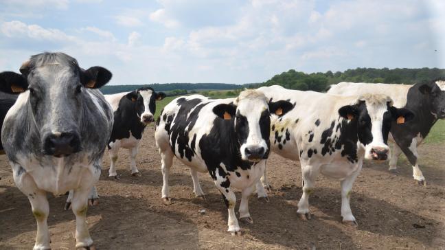 Une majorité des troupeaux peut rapidement parvenir à l’assainissement en réformant moins de 20 % de leurs bovins.