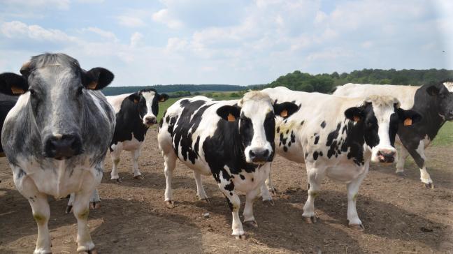 Une majorité des troupeaux peut rapidement parvenir à l’assainissement  en réformant moins de 20 % de leurs bovins.